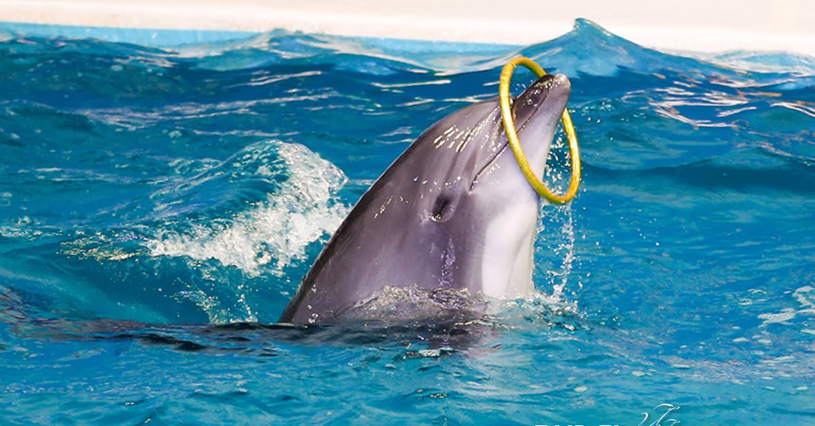 Dolphin Show Regular Entry Ticket with Pickup and Drop Off